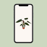 Alocasia Wentii