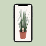 Sansevieria Mikado