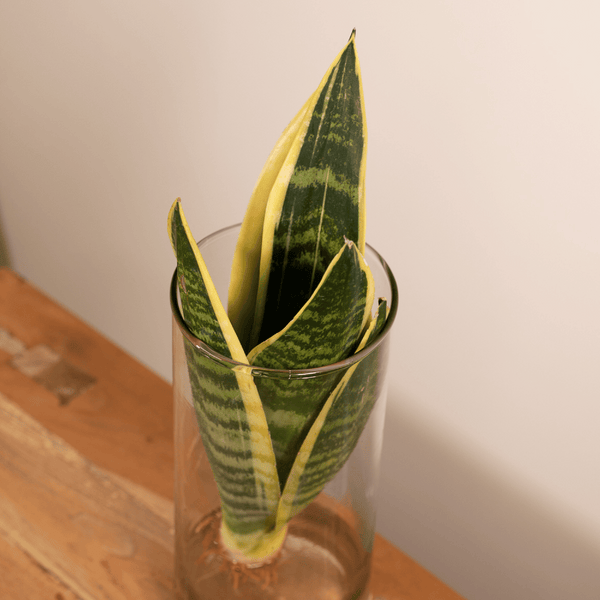Sanseviera in Cylinder glas
