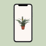 Bromelia Pineapple