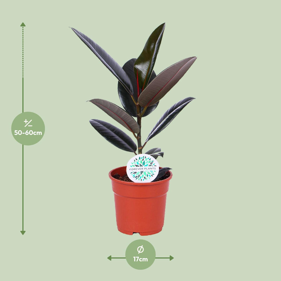 Ficus Elastica Abidjan