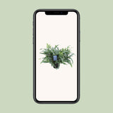 Phlebodium Aureum Blue Star