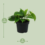 Philodendron Scandens