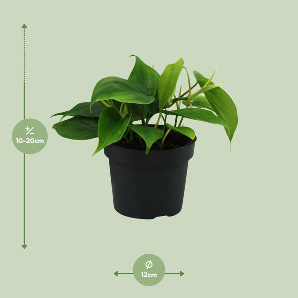 Philodendron Scandens