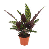 Calathea Insignis