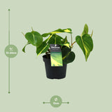 Philondendron Brasil Scandens