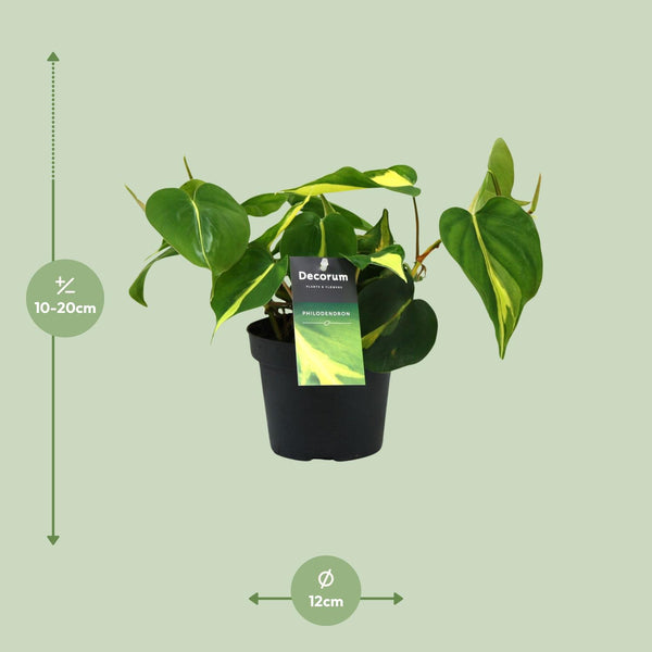 Philondendron Brasil Scandens