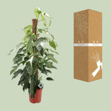 Epipremnum Pinnatum Albo Variegata