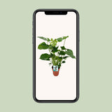 Monstera Deliciosa