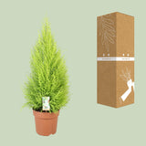 Cupressus Goldcrest Wilma