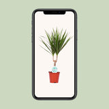 Dracaena Marginata