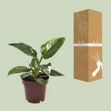 Philodendron White Princess