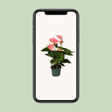 Anthurium Sweet Dream
