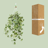 Hedera Helix Gold Child - Hang/XXL