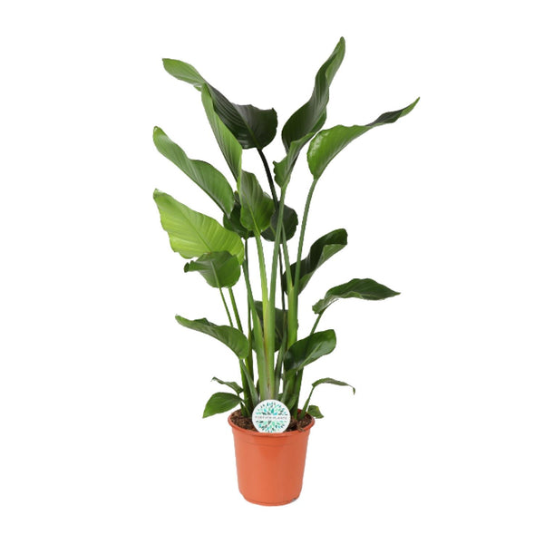 Strelitzia Nicolai