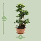 Ficus Ginseng