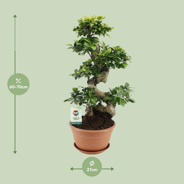 Ficus Ginseng