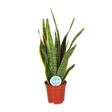 Sansevieria Trifasciata Laurentii