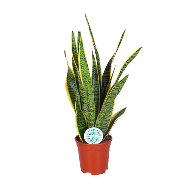 Sansevieria Trifasciata Laurentii