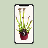Sarracenia Farnhamii