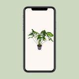 Philodendron Green Wonder