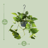 Epipremnum Aureum