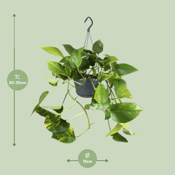 Epipremnum Aureum