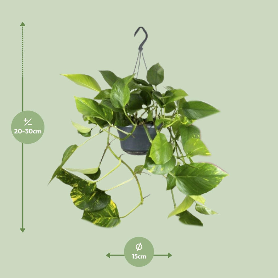 Epipremnum Aureum