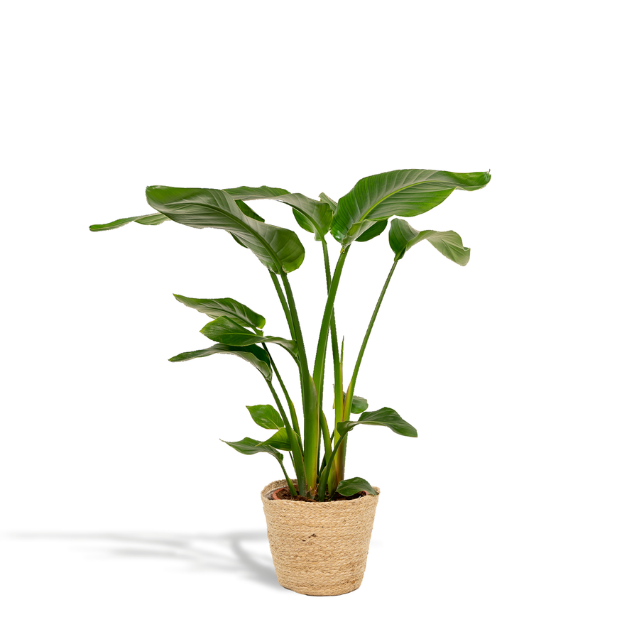 Strelitzia Nicolai + Mand Selin