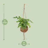 Kokodama Monstera Minima - Hole plant