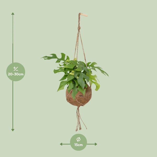 Kokodama Monstera Minima - Hole plant
