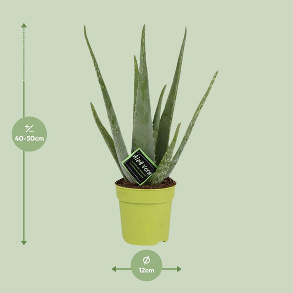 Aloe Vera
