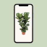 Ficus Lyrata