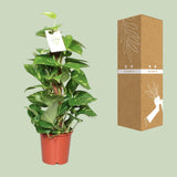 Epipremnum Pinnatum Mosstok Scindapsus