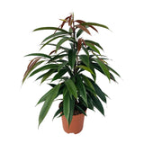 Ficus Binnendijkii 'Amstel King'