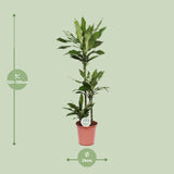 Dracaena Janet Lind