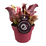 Sarracenia