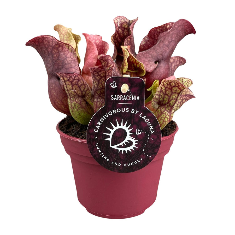 Sarracenia