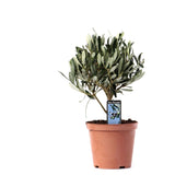 Olea Olijf Op Stam