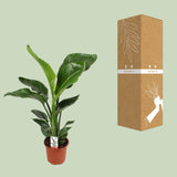 Strelitzia Nicolai