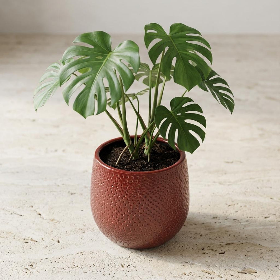 Pot Gabriel rond bordeaux D14