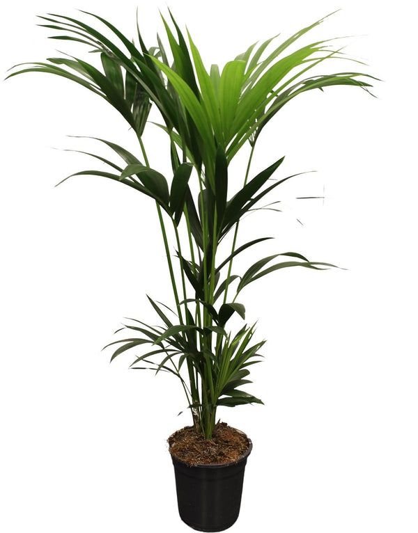 Howea Forsteriana (Kentia) 5 Pit