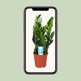 Zamioculcas Zamiifolia