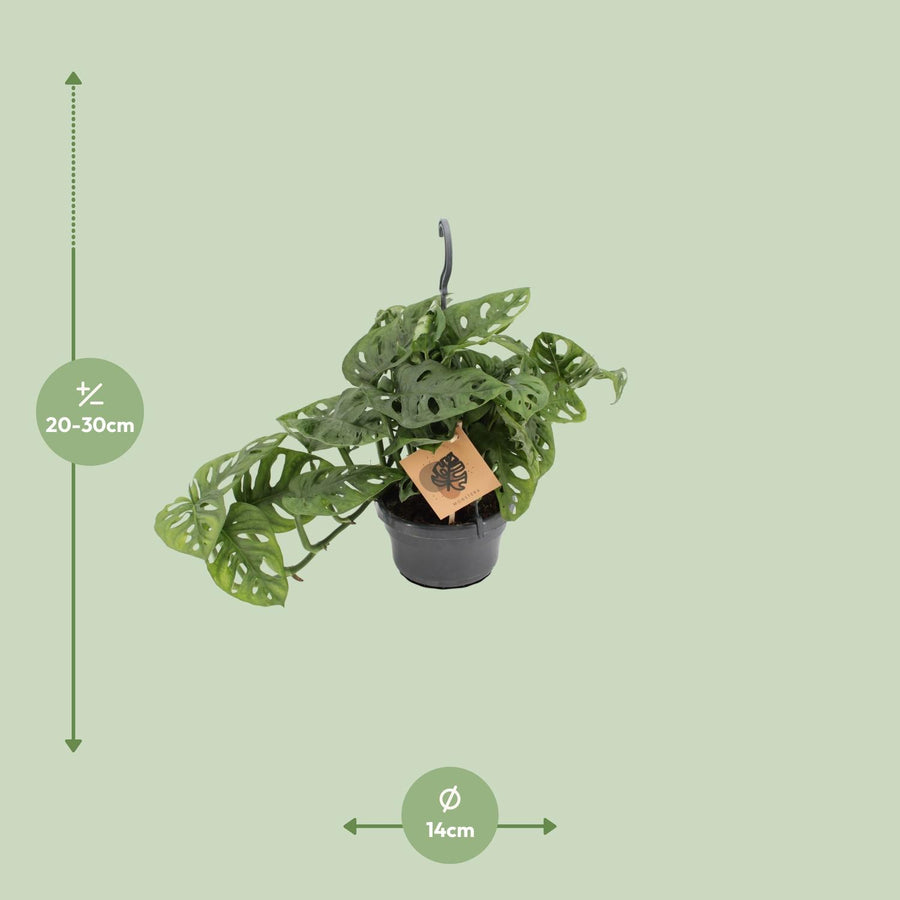 Monstera Monkey