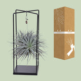 Tillandsia Mix 1 piece