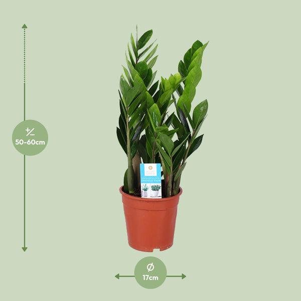 Zamioculcas Zamiifolia