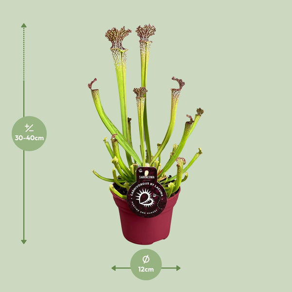 Sarracenia Farnhamii