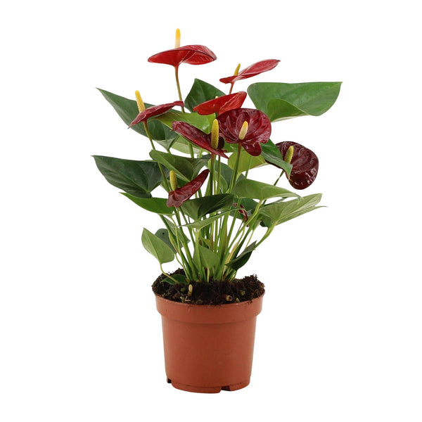 Anthurium Calon In Transparant Sleeve