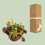 Dionaea Muscipula