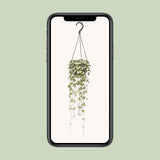 Ceropegia Woodii Hang